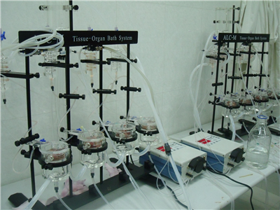 動(dòng)物模型構(gòu)建