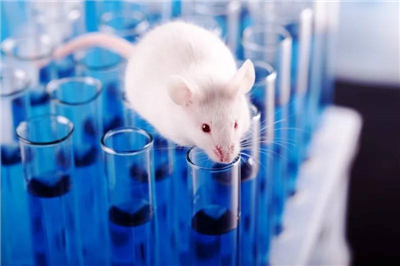 大中小型動物實(shí)驗(yàn)